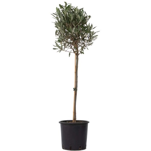 Plant in a Box oljka - olea europaea - višina 90-100cm - ⌀21cm, (21757809) Cene