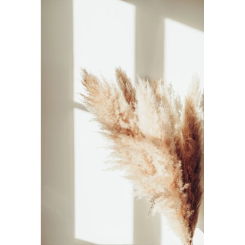 Venture Home poster Pampas 50 × 70 cm, bež Cene