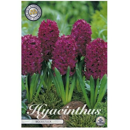  Cvjetne lukovice Zumbul Orientalis Woodstock (Tamno crvena, Botanički opis: Hyacinthus) Cijene