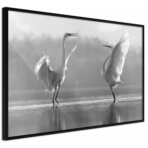  Poster - Black and White Herons 45x30