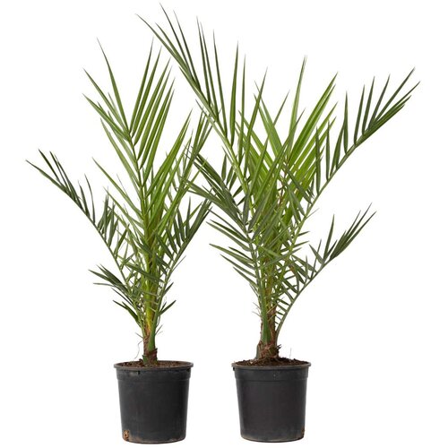 Plant in a Box kanarski datljevec - 4 kos - phoenix canariensis - vi&amp;scaron;ina 50-60cm - ⌀15cm, (21757525) Slike