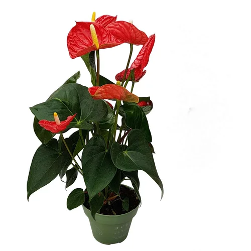 Plant in a Box Flamingovec - Anturij - Anthurium 'Madural Red' - Višina 40-45cm - ø14cm, (21758198)