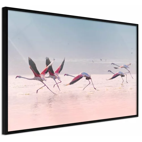 Poster - Flamingos Breaking into a Flight 60x40