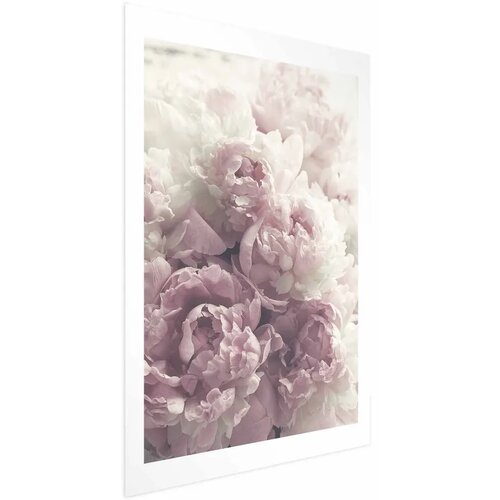  Plakat Delicate Peonies 40x60 Cijene