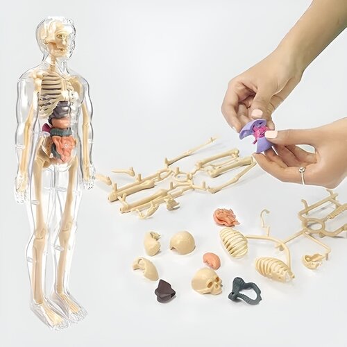 Jojoy 3D model za učenje anatomije člove&scaron;kega telesa | FLESHTOPIA, (21758468) Cene