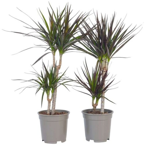 Plant in a Box Dracena - 2 kos - Dracaena marginata - Višina 70-80cm - ⌀17cm, (21758326) Cene
