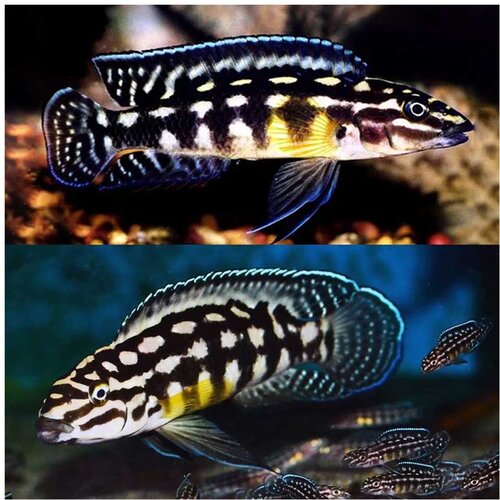 Akvarijum Centar checkered julie Cene