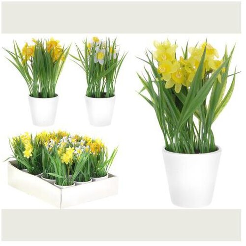  NARCISI U SAKSIJI 22CM Cijene