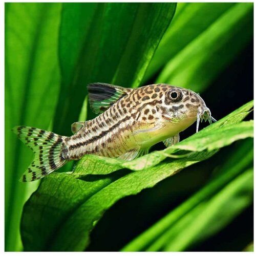 Akvarijum Centar Corydoras leopard Cene