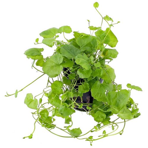 Rainforest Cardamine lyrata Cene