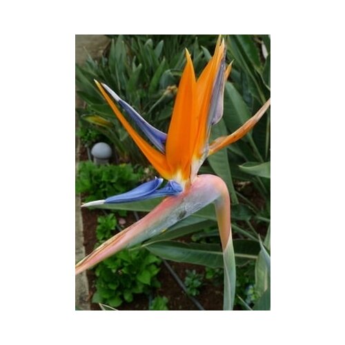 TROPICA Strelicija Cene
