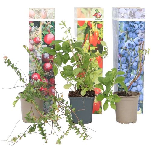 Plant in a Box mešanica super sadja - 6 kos - actinidia, vaccinium - višina 25-40cm - ⌀9cm, (21757515) Cene