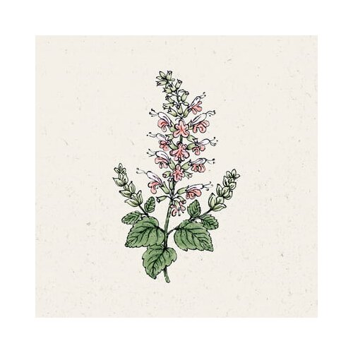  Škrlatna kadulja "Summer Jewel Pink" Cene