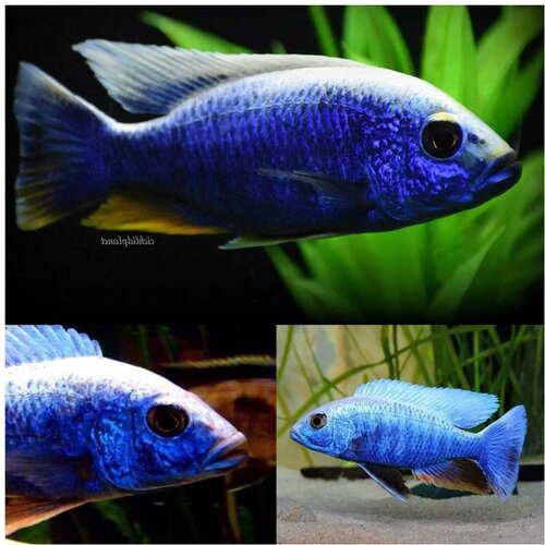 Akvarijum Centar Iceberg electric blue Cene