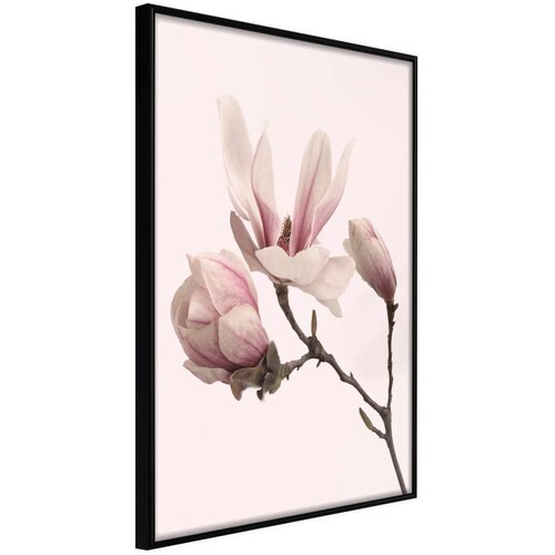  Poster - Blooming Magnolias II 40x60 Slike