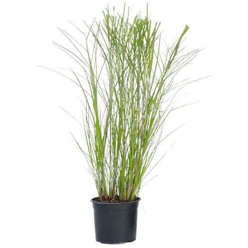 Plant in a Box kitajski trstikovec - miscanthus sinensis 'gracillimus' - višina 40-60cm - ⌀23cm, (21757467) Cene
