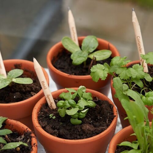  Svinčnik s semeni Sprout - bazilika Slike