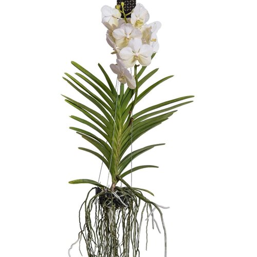 Plant in a Box orhideja vanda - vanda 'white' - višina 55-65cm, (21758040) Cene
