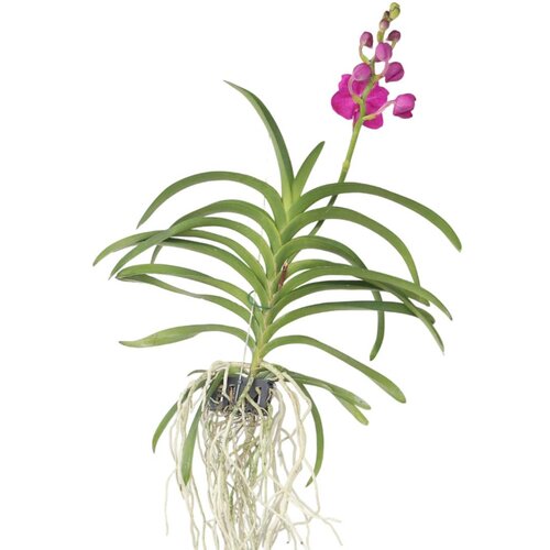 Plant in a Box orhideja vanda - vanda 'pink' - višina 55-65cm, (21757999) Cene