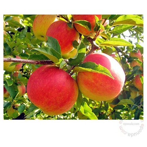 voćka sadnica jabuke razne sorte Slike