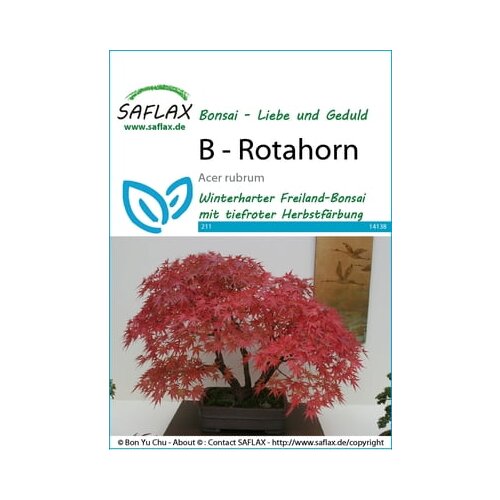 Saflax Bonsai - rdeči javor Cene