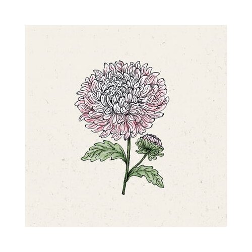  Poletne astre "King Size Appleblossom" Cene