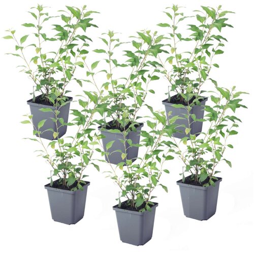Plant in a Box encijanov grm - 6 kos - lycianthes rantonnetii - višina 25-40cm - ⌀9cm, (21778523) Cene