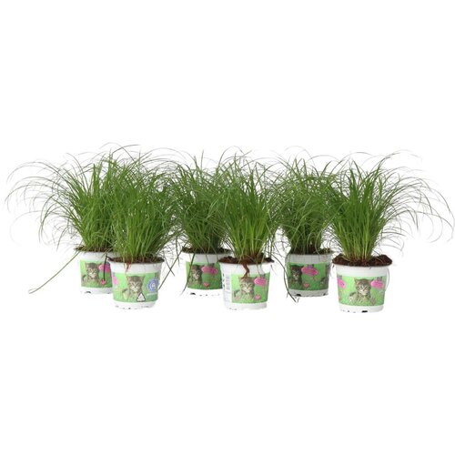 Plant in a Box ostrica - 6 kos - cyperus zumula - višina 30-40cm - ⌀12cm, (21757981) Cene