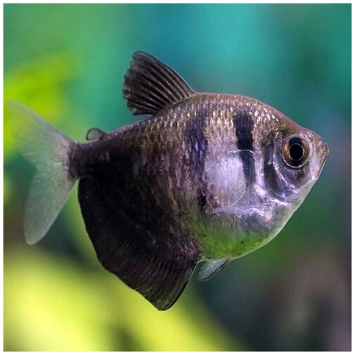 Akvarijum Centar Gymnocorymbus ternetzi Cene