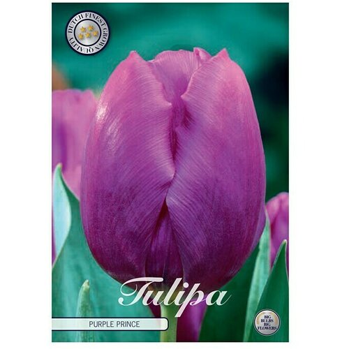  Lukovice proljetnog cvijeća Tulipan Triumph Purple Prince (Ljubičasta, Botanički opis: Tulipa, Broj cvjetnih lukovica: 5 Kom.) Cijene