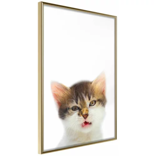  Poster - Funny Kitten 40x60