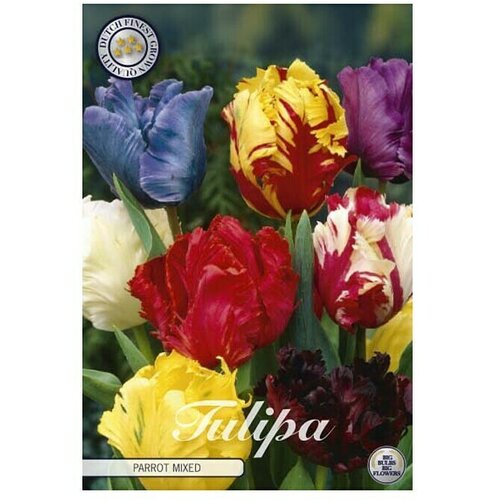  Cvjetne lukovice Tulipan Parrot Parkiet (Botanički opis: tulipa, višebojno) Cijene