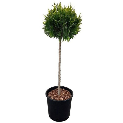  Čempres Yvonne (Chamaecyparis Lawsoniana "Yvonne", Trenutna visina rasta: 80 cm) Cijene