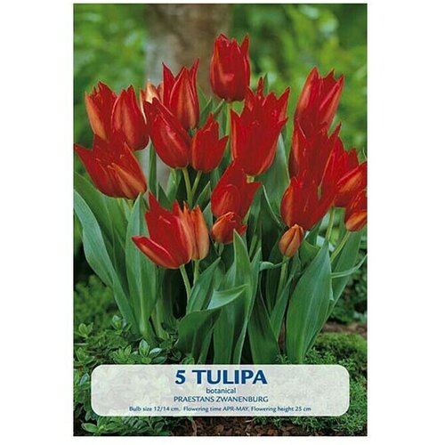  Cvjetne lukovice Tulipan Praestans Zwanenburg (Crvena, Botanički opis: Tulipa) Cijene