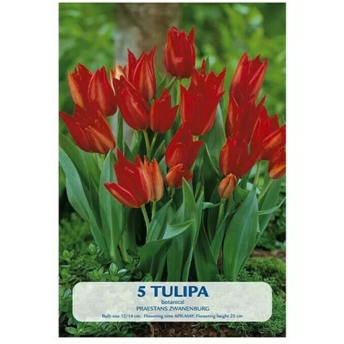  Cvjetne lukovice Tulipan Praestans Zwanenburg (Crvena, Botanički opis: Tulipa)
