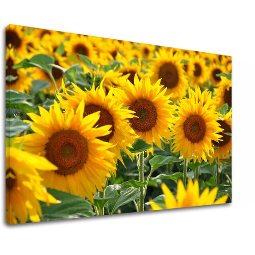 Slike  na platnu žuto cveće168-11 (moderne slike na platnu) Cene