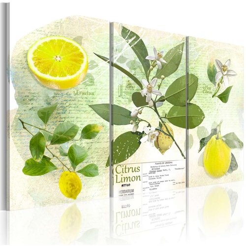  Slika - Fruit: lemon 60x40 Slike