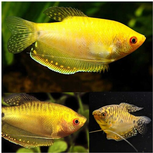 Akvarijum Centar Trichopodus trichopterus zuti Cene