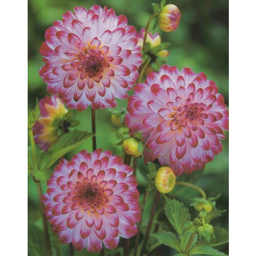 Royal De Ree Lukovica Georgina, dalija - Dahlia Pompon Little Roberth 1/1 Cene