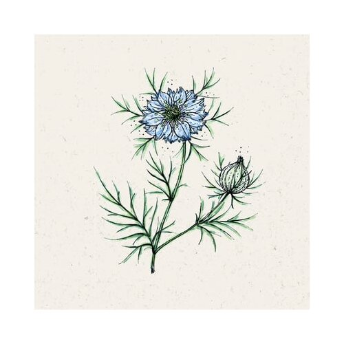 Jora Dahl Nigella damascena "Miss Jekyll" Cene