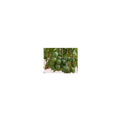 Oshadhi biljno ulje Makadamije 100ml Slike