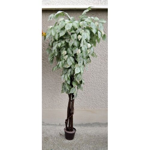 Lilium voskirani fikus 165cm A19963 Slike