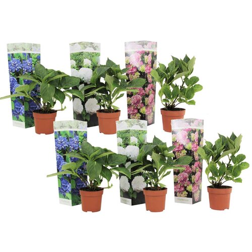 Plant in a Box hortenzija - 6 kos - hydrangea macrophylla - višina 25-40cm - ⌀10,5cm, (21757683) Cene