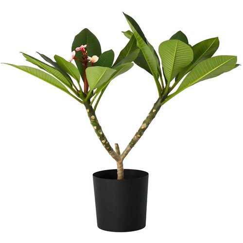 Plant in a Box Plumerija - Plumeria rubra - Vi&amp;scaron;ina 55-70cm - ⌀17cm, (21757891) Slike
