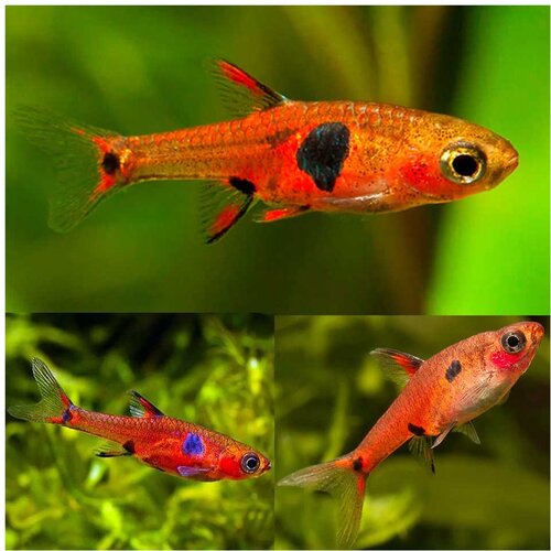 Akvarijum Centar Maculata red rasbora Cene