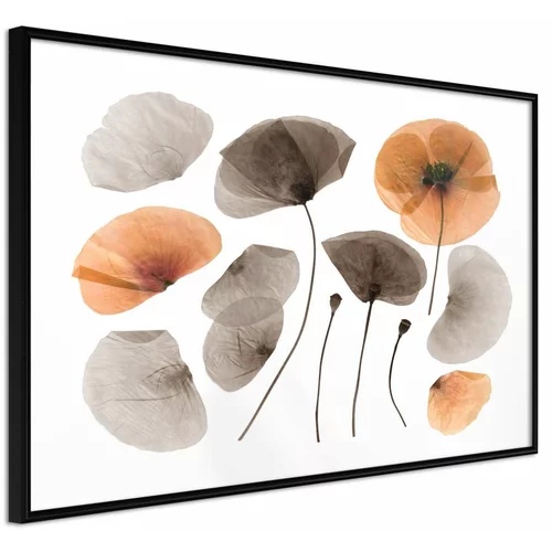  Poster - Dried Poppies 30x20