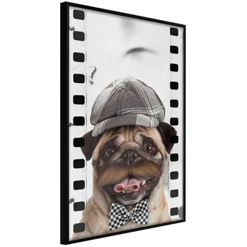  Poster - Dressed Up Pug 40x60