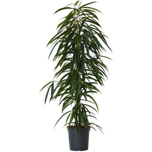 Plant in a Box Smokvovec - Ficus binnendijkii - Višina 100-110cm - ⌀21cm, (21758065) Cene