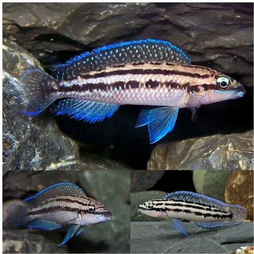 Akvarijum Centar blue julie cichlid Cene
