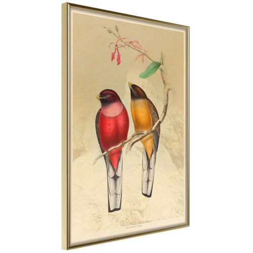  Poster - Ornithologist's Drawings 30x45 Cijene